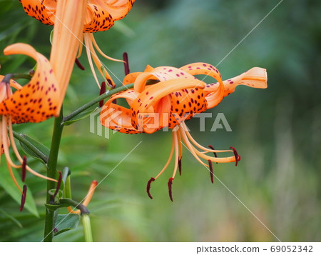 Lily Lily 69052342