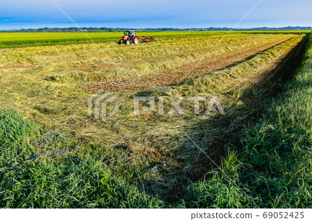 Rice collecting work for rice feed by tractor Rice collecting work for rice feed by tractor 69052425
