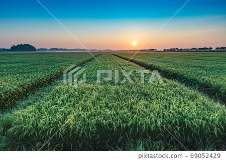 稻田露和朝日 稻田露和朝日 69052429