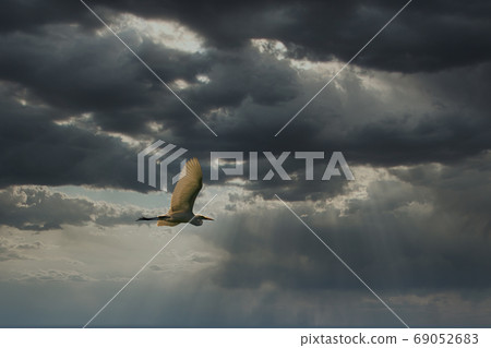 Heron flying in a fantastic sky Heron flying in a fantastic sky 69052683