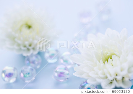 白菊花悼念明信片 白菊花悼念明信片 69053120