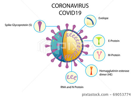 Diagram of Corona virus particle structure 69053774