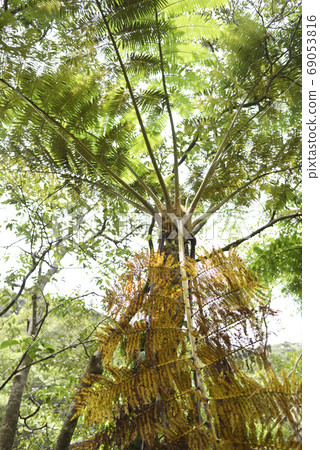 Hikagehego離開森林回到Am美大島 69053816