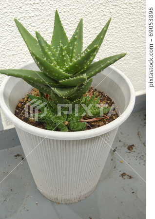 Aloe nobilis Aloe nobilis 69053898
