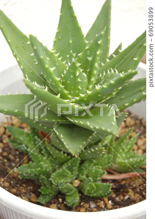 Aloe nobilis 69053899