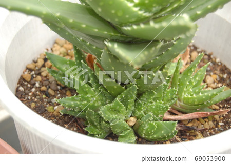 Aloe nobilis Aloe nobilis 69053900