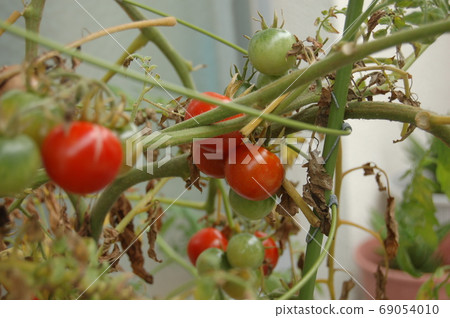 迷你西紅柿在枯葉的菜園裡 迷你西紅柿在枯葉的菜園裡 69054010