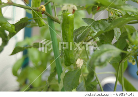 Chili pepper in the kitchen garden 69054145