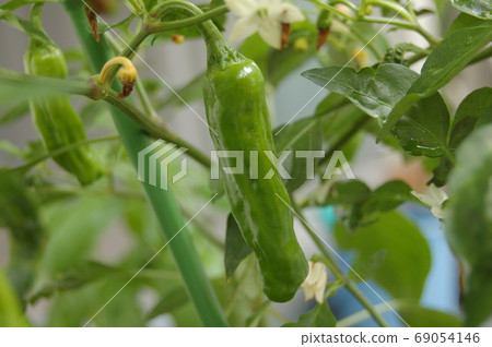 Chili pepper in the kitchen garden 69054146