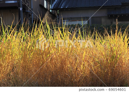 Grass foliage 69054601