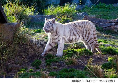 行走的白虎|瀕臨滅絕的白虎小子生肖動物的照片 行走的白虎|瀕臨滅絕的白虎小子生肖動物的照片 69054664