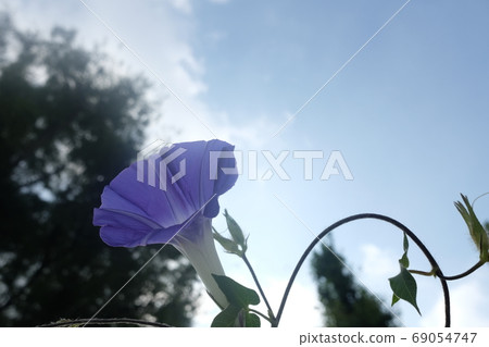 Summer sky and morning glory Summer sky and morning glory 69054747