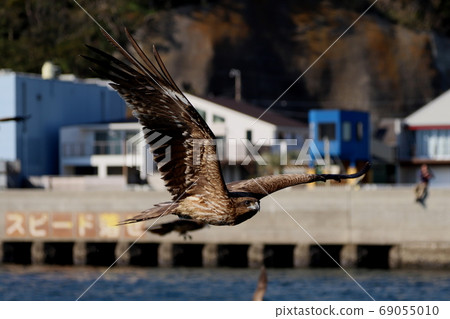 A eagle that spreads its big wings and flies around 69055010