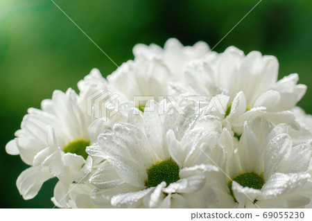 Wet chrysanthemum macro photo Wet chrysanthemum macro photo 69055230