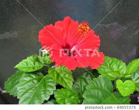 A flower with a variety of flower colors that has the image of a tropical country 69055378