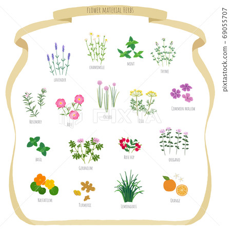 Herb illustration material 69055707