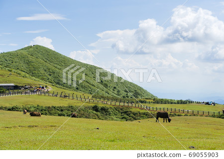 Calf grazing on the hill 69055903