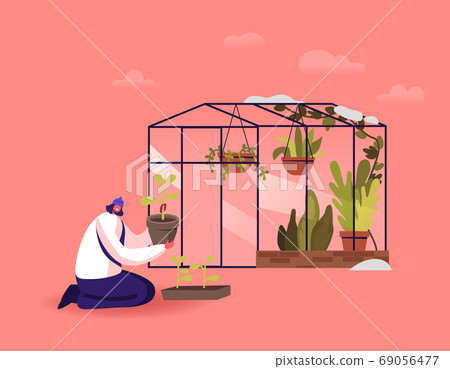 Girl Working in Greenhouse. Young Woman Planting Plants from Pots to Soil in Winter House. Botanist Planting Flowers Girl Working in Greenhouse. Young Woman Planting Plants from Pots to Soil in Winter House. Botanist Planting Flowers 69056477