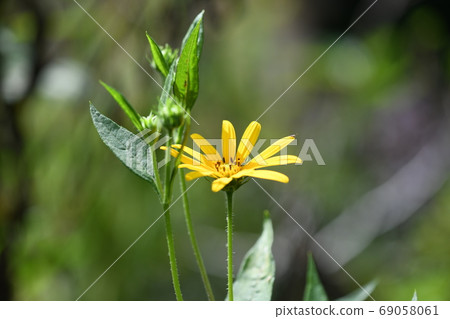 耶路撒冷朝鮮薊花 69058061