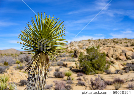 Landscape of Joshua Tree National Park, USA Landscape of Joshua Tree National Park, USA 69058194