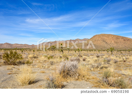 Landscape of Joshua Tree National Park, USA 69058198