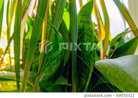 Young green beautiful leaves of home flowers and plants, background. Selective focus. Young green beautiful leaves of home flowers and plants, background. Selective focus. 69058322