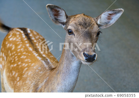 Close-up of a young sika deer. Selective focus. Close-up of a young sika deer. Selective focus. 69058355