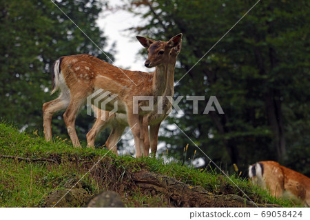 Beautiful young sika deer at the edge of the forest. selective focus. 69058424