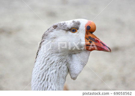 the head of a goose Kholmogory breed the head of a goose Kholmogory breed 69058562