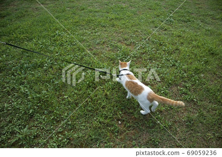 Cat walking 69059236