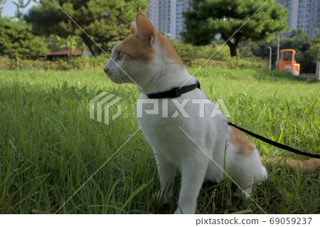 Cat walking Cat walking 69059237