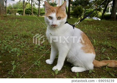 Cat walking 69059239