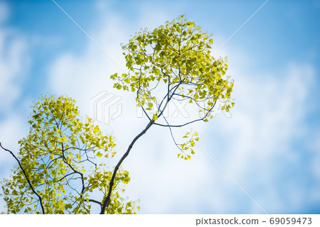 Fresh green Fresh green 69059473