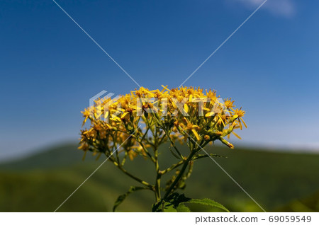 Alpine plant Hangonso of Akita Komagatake Alpine plant Hangonso of Akita Komagatake 69059549