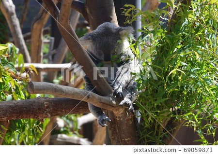 Koala while sleeping 69059871