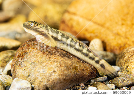 Bows Haze Bows Haze 69060009