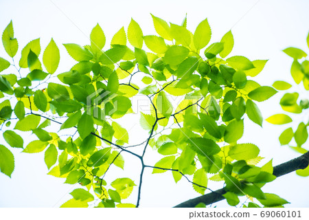 Fresh green Fresh green 69060101