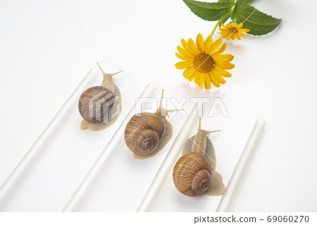 Helix pomatia. snails compete to reach the yellow flower. mollus 69060270