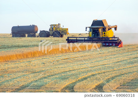The harvester is harvesting wheat in the field. grain preparatio 69060318