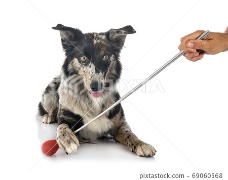 australian shepherd in studio 69060568