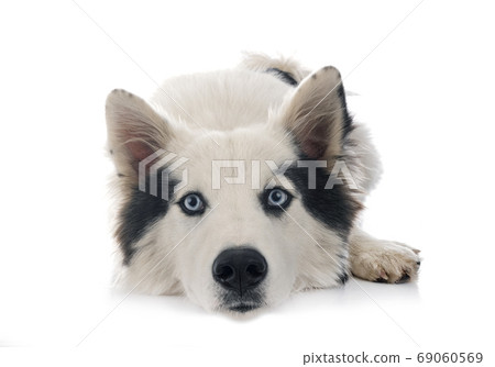 Yakutian Laika in studio 69060569