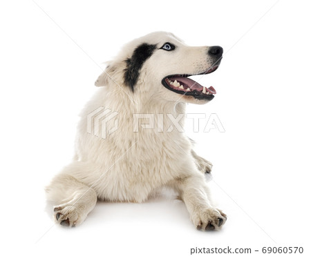 Yakutian Laika in studio 69060570