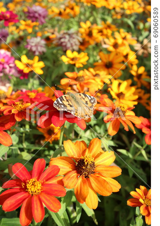 Orange dahlia and butterflies Orange dahlia and butterflies 69060589