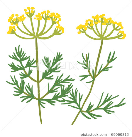 Dill 69060813