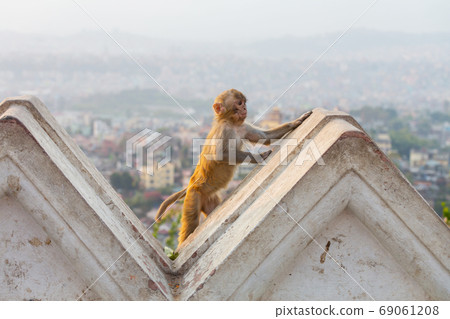 Monkey in Kathmandu Monkey in Kathmandu 69061208