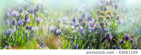 Lavender 69061209