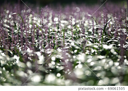 The day when the liquor is blooming! Forest outside the castle 69061505