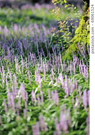 The day when the liquor is blooming! Forest outside the castle 69061524
