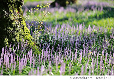 The day when the liquor is blooming! Forest outside the castle The day when the liquor is blooming! Forest outside the castle 69061528