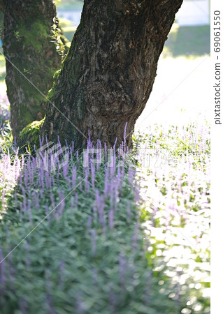 The day when the liquor is blooming! Forest outside the castle The day when the liquor is blooming! Forest outside the castle 69061550